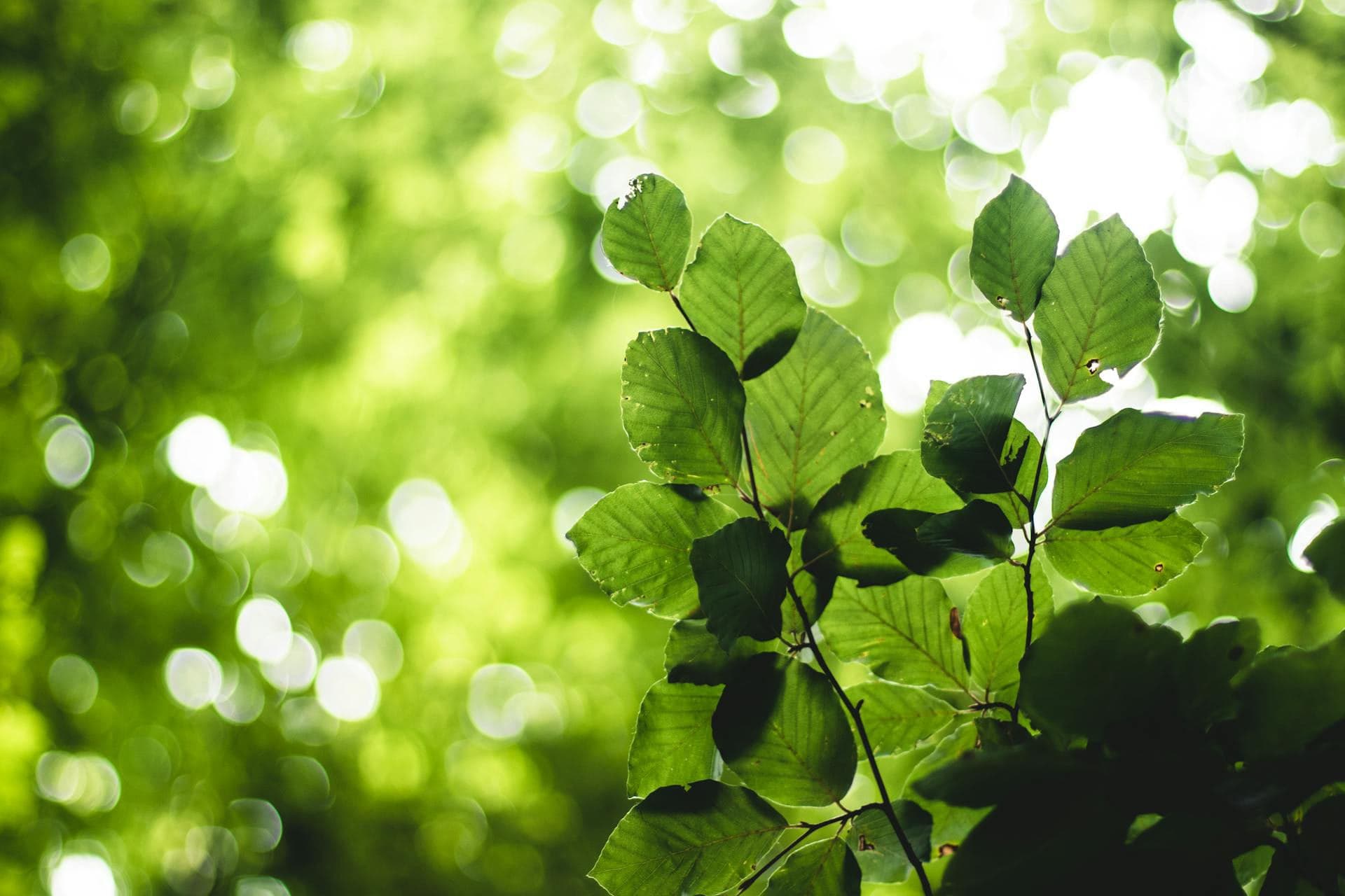 leaves